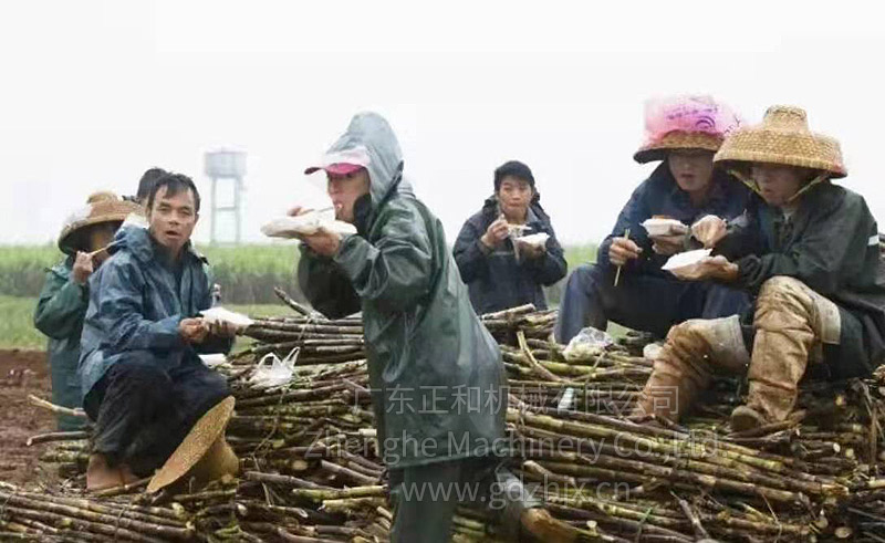 甘蔗全機械化生產(chǎn)和收獲