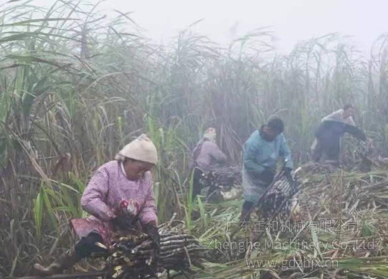 甘蔗機械化生產收獲 降低種植成本提高效益