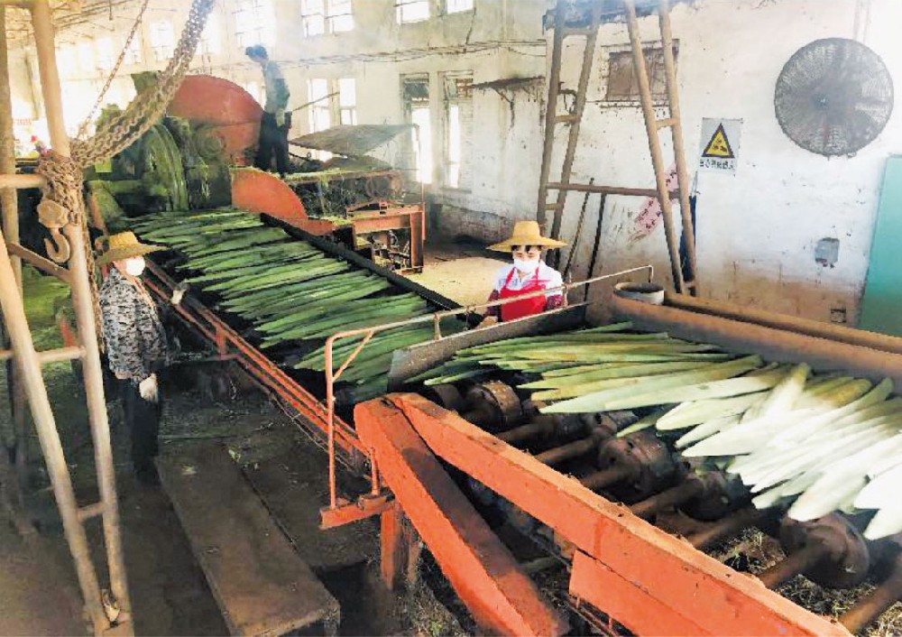 劍麻刮麻機(jī)_刮麻機(jī)_自動(dòng)麻刮麻機(jī)_劍麻刮麻設(shè)備_劍麻纖維刮麻機(jī)_劍麻刮麻機(jī)_刮麻生產(chǎn)線(xiàn)_纖維提取加工設(shè)備_劍麻加工設(shè)備