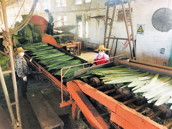 劍麻刮麻機(jī)_刮麻機(jī)_自動(dòng)麻刮麻機(jī)_劍麻刮麻設(shè)備_劍麻纖維刮麻機(jī)_劍麻刮麻機(jī)_刮麻生產(chǎn)線_纖維提取加工設(shè)備_劍麻加工設(shè)備